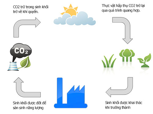 Biomass là gì? Có an toàn không?